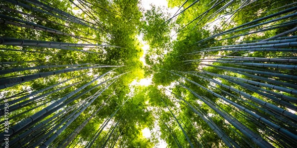 Nature-based carbon capture and avoidance